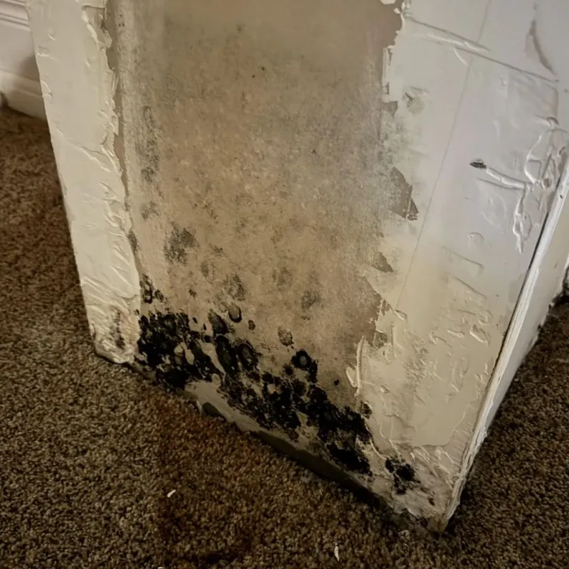 Professional Mold Removal in Rye, NH
